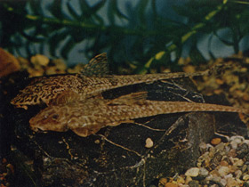 Фото Whiptail catfish