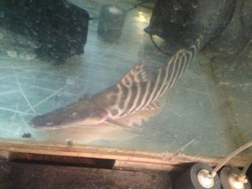 Фото Tigerstriped catfish