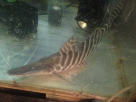 Фото Tigerstriped catfish