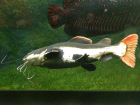 Фото Redtail catfish