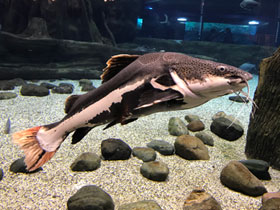 Фото Redtail catfish