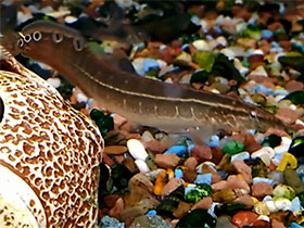 Фото Lesser spiny eel