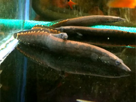 Фото Spiny eel