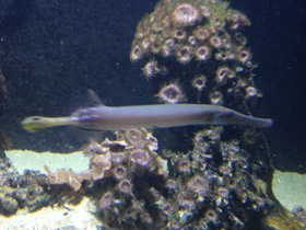 Фото Chinese trumpetfish