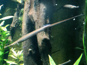 Фото Freshwater pipefish