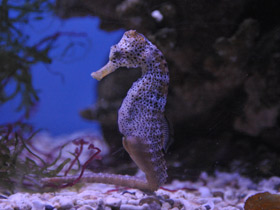 Фото Lined seahorse