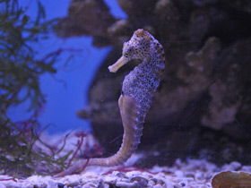 Фото Lined seahorse