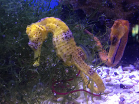 Фото Lined seahorse