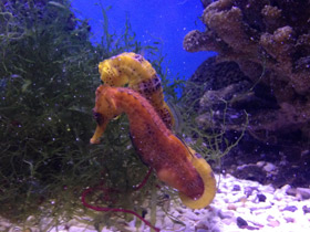 Фото Lined seahorse