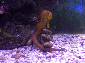 Фото Lined seahorse