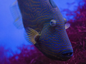 Фото Orange-lined triggerfish