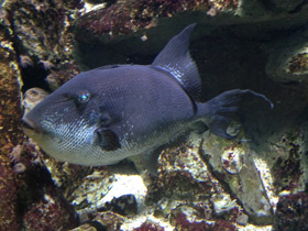 Фото Grey triggerfish