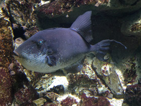 Фото Grey triggerfish