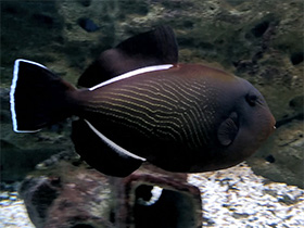 Фото Indian triggerfish