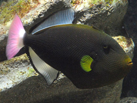 Фото Pinktail triggerfish