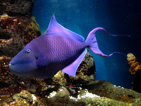Фото Red-toothed triggerfish