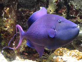 Фото Red-toothed triggerfish
