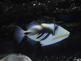 Фото Lagoon triggerfish