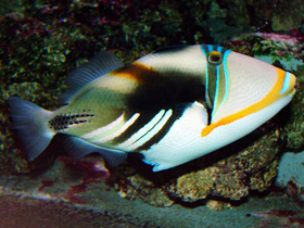 Фото Lagoon triggerfish