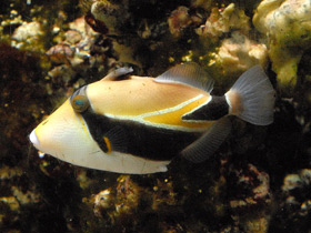 Фото Wedge-tail triggerfish
