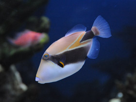 Фото Wedge-tail triggerfish