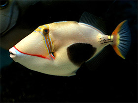 Фото Blackbelly triggerfish