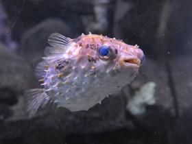 Фото Birdbeak burrfish