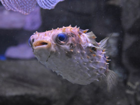 Фото Birdbeak burrfish