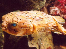 Фото Birdbeak burrfish