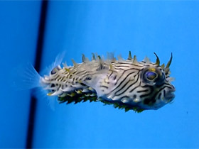 Фото Striped burrfish