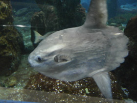Фото Molas or ocean sunfishes