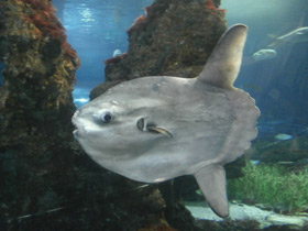 Фото Molas or ocean sunfishes