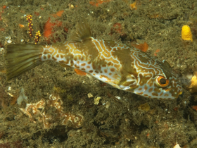 Фото Blaasop beauty