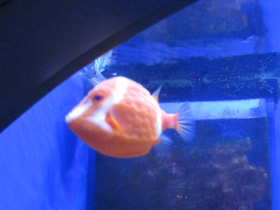 Фото White-barred Boxfish