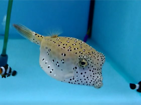 Фото Yellow boxfish