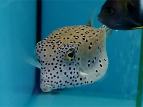 Фото Yellow boxfish