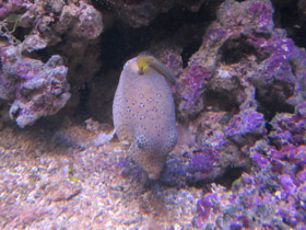 Фото Bluetail trunkfish