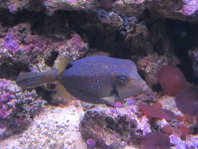 Фото Bluetail trunkfish