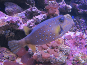 Фото Bluetail trunkfish