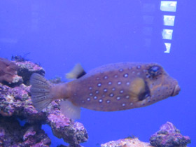 Фото Bluetail trunkfish