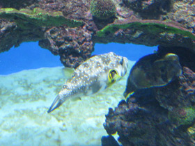 Фото White-spotted puffer