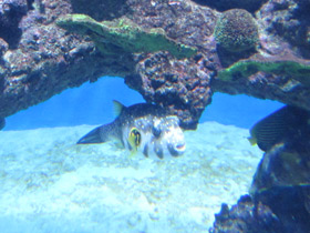 Фото White-spotted puffer