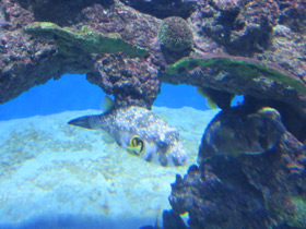 Фото White-spotted puffer