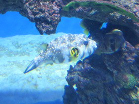 Фото White-spotted puffer