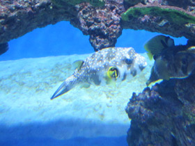 Фото White-spotted puffer