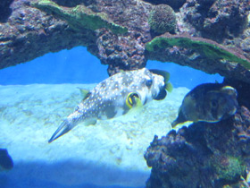 Фото White-spotted puffer