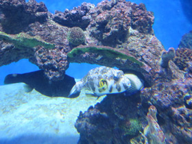 Фото White-spotted puffer