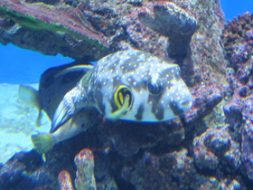 Фото White-spotted puffer