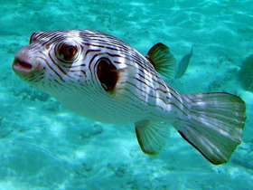 Фото Narrow-lined pufferfish