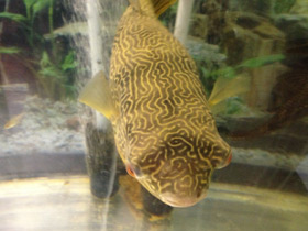 Фото Giant puffer